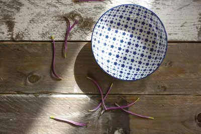 Still life — Elena Bianchi, 10